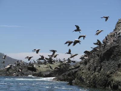 Read more about the article Birdwatching on Taboga Island