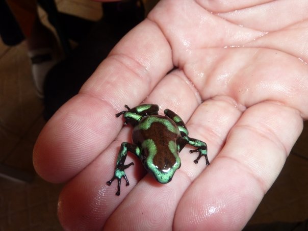 Read more about the article Taboga Island Green Dart Frogs – Dendrobates Auratus