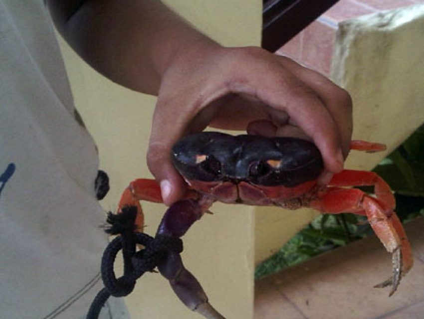 pacific-crab-close-up-taboga-pets
